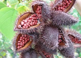Bixa_orellana_fruit_roucou_kourou_2.jpg