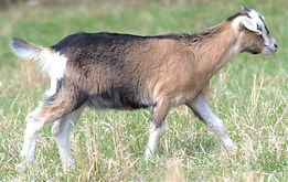Doe - Judy.jpg