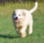 9 Weeks - Run - June 29 2015.jpg
