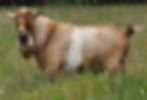 Ringo 1