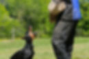 Bark IPO