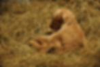 DSC_1327.JPG