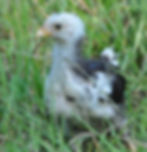 Chick