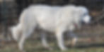 Charger 11