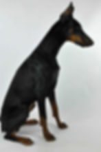 Ivy - Sit 1