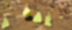 Butterflies 1