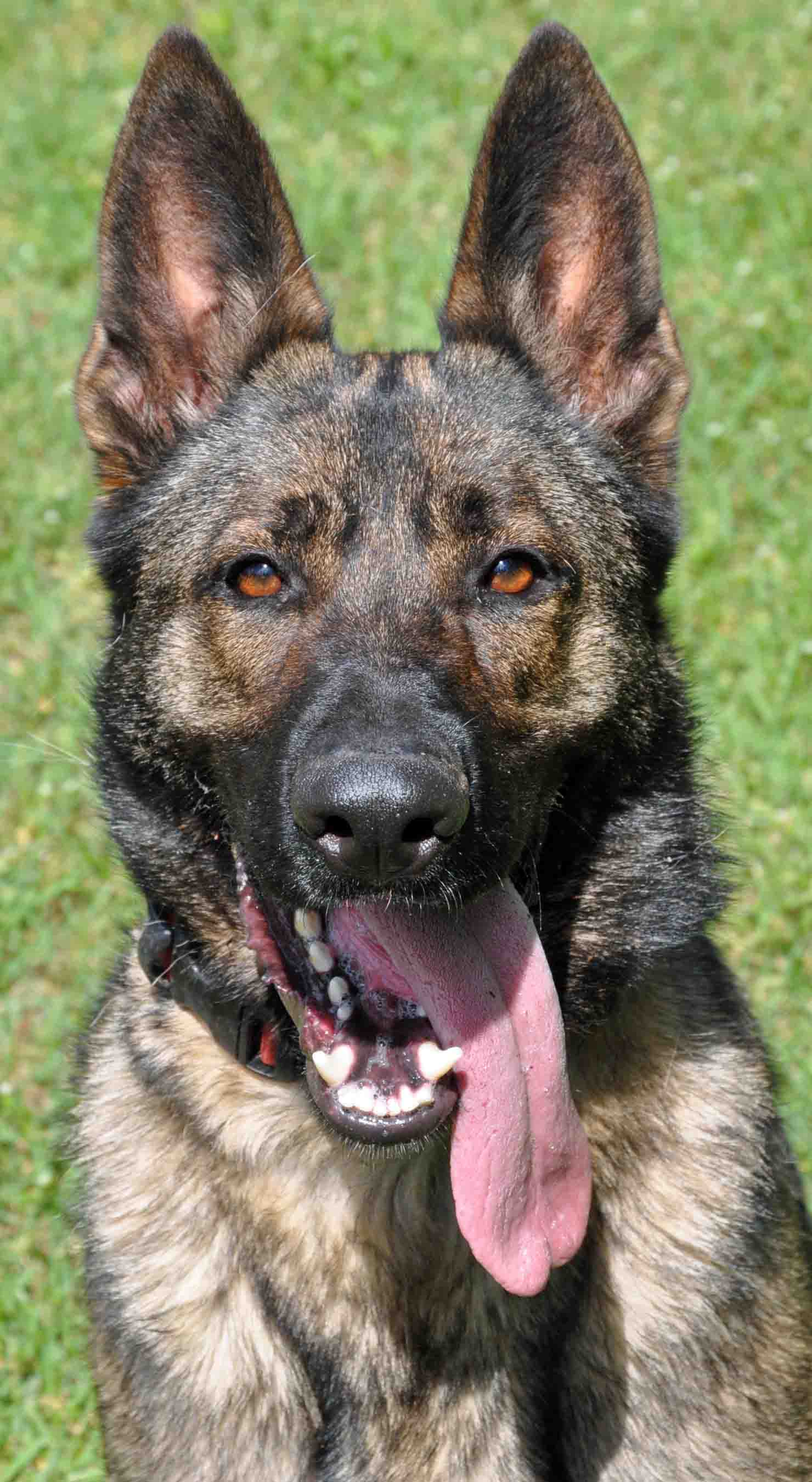 k9 search and rescue seminars