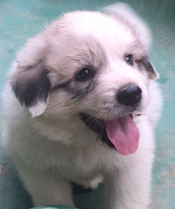 Girl 5 - Peach - 6 Weeks