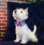 031517 Wilbur in Bowtie Collar