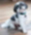 Sit Cropped