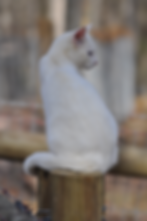 DSC_0320_edited.JPG