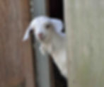 Goat peek