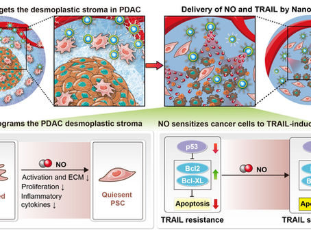 Nitric Oxide Nanogel Breaks Protective Shield in Pancreatic Cancer 一氧化氮奈米凝膠消化胰臟癌的防護屏障