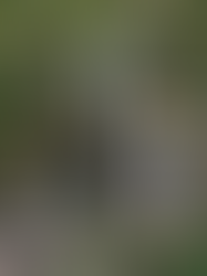 大人気のロープスイングで問題が発生