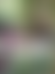 幼児期にこそ自然体験をさせたい4つの理由と大人のかかわり方