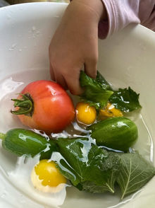 夏の野菜を収穫