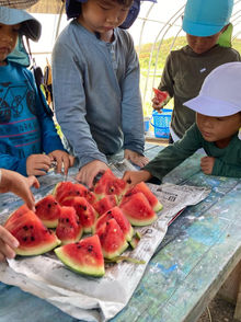 Watermelon! スイカがとれました！