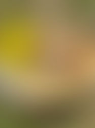 たき火で春野菜のクリームシチュー♡