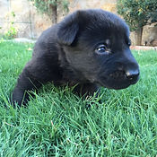 Black German Shepherd Puppy. El Paso. Texas