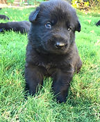Black German Shepherd Puppies. El Paso, Texas