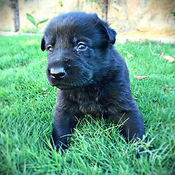 German Shepherd Puppy. El Paso. Texas.