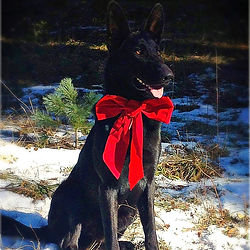 German Shepherd El Paso Texas.