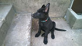 Black German Shepherd Puppies El Paso Texas