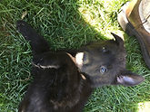 Black German Shepherd Puppies El Paso Texas