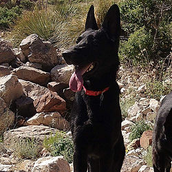 Black German Shepherd El Paso Texas.