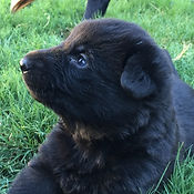 Black German Shepherd Puppies. El Paso, Texas