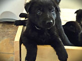 German Shepherd Puppies, El Paso, Texas