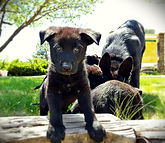 German Shepherd Puppies. El Paso, Texas