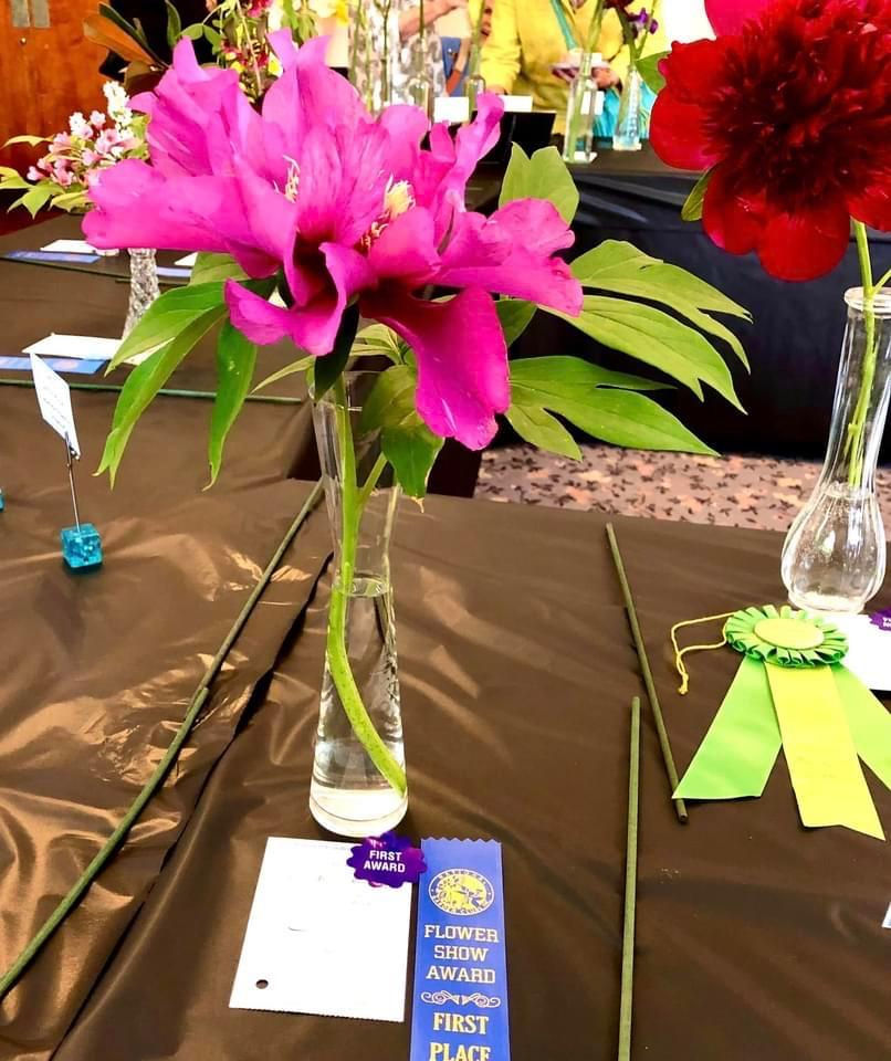 flower show 7