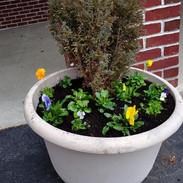 spring planting 4.jpeg