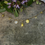 Miniatura: Collana charms Nontiscordardimè butter