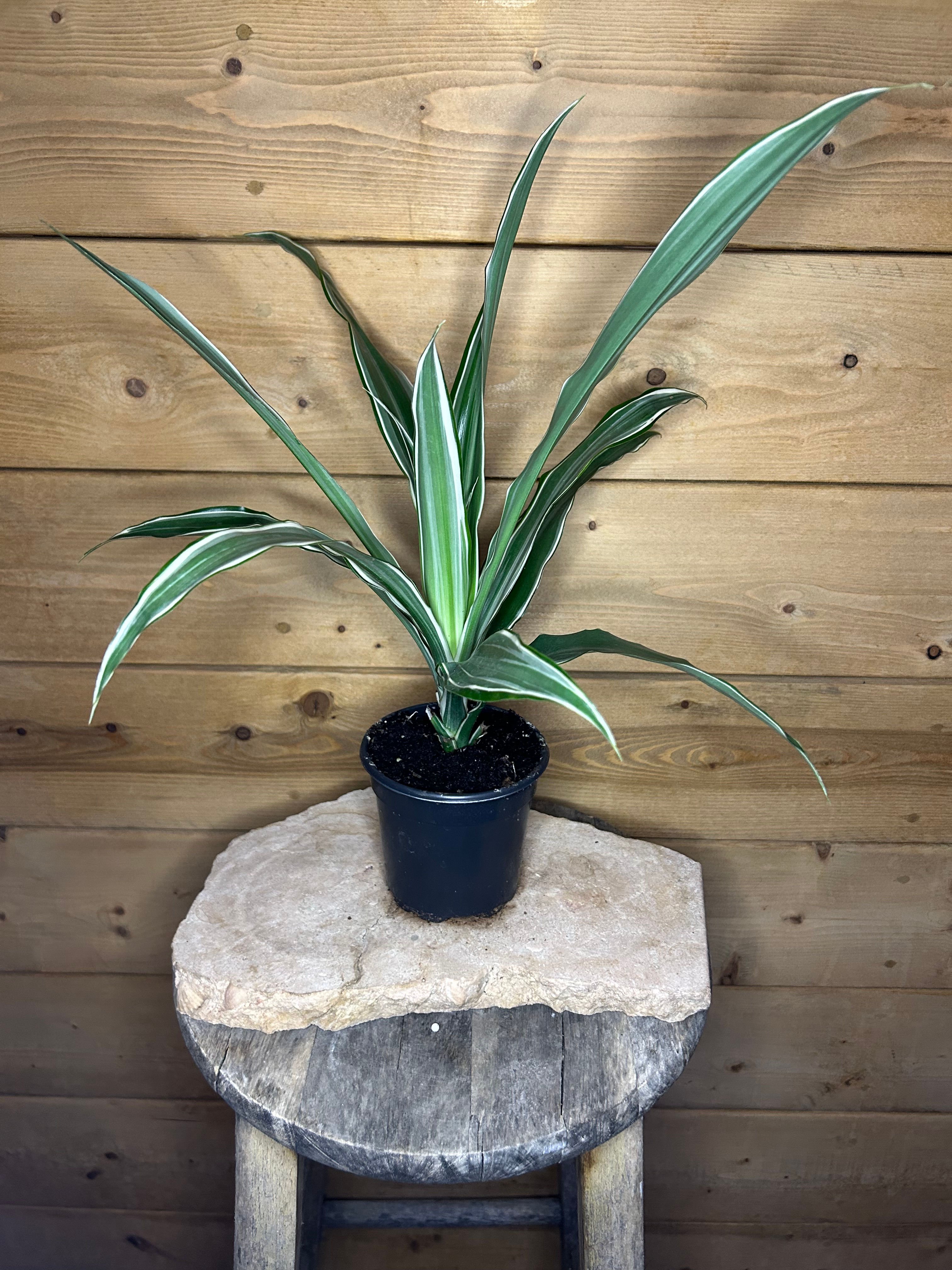 Dracaena Warneckii - White - 4'' pot