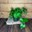 Thumbnail: Jade Pothos - 4'' pot
