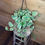 Thumbnail: Pearls and Jade Pothos - 6'' hanging pot
