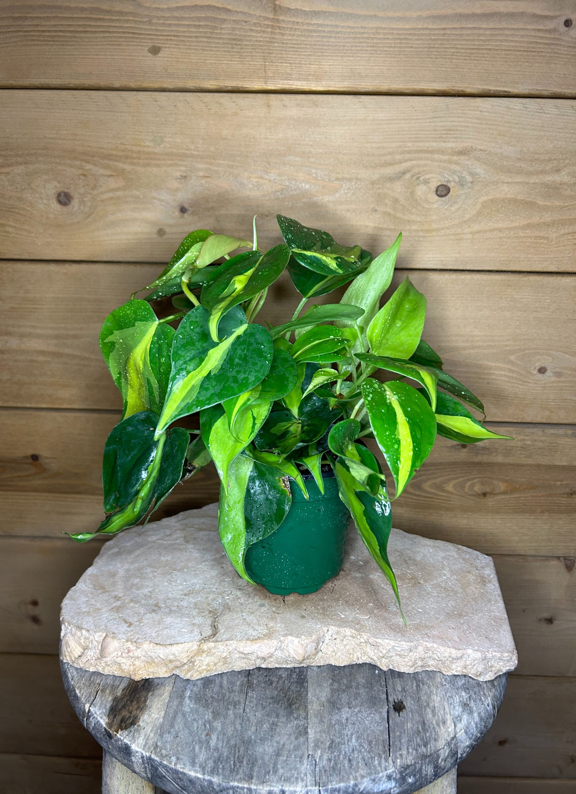 Philodendron Brazil - 4'' pot
