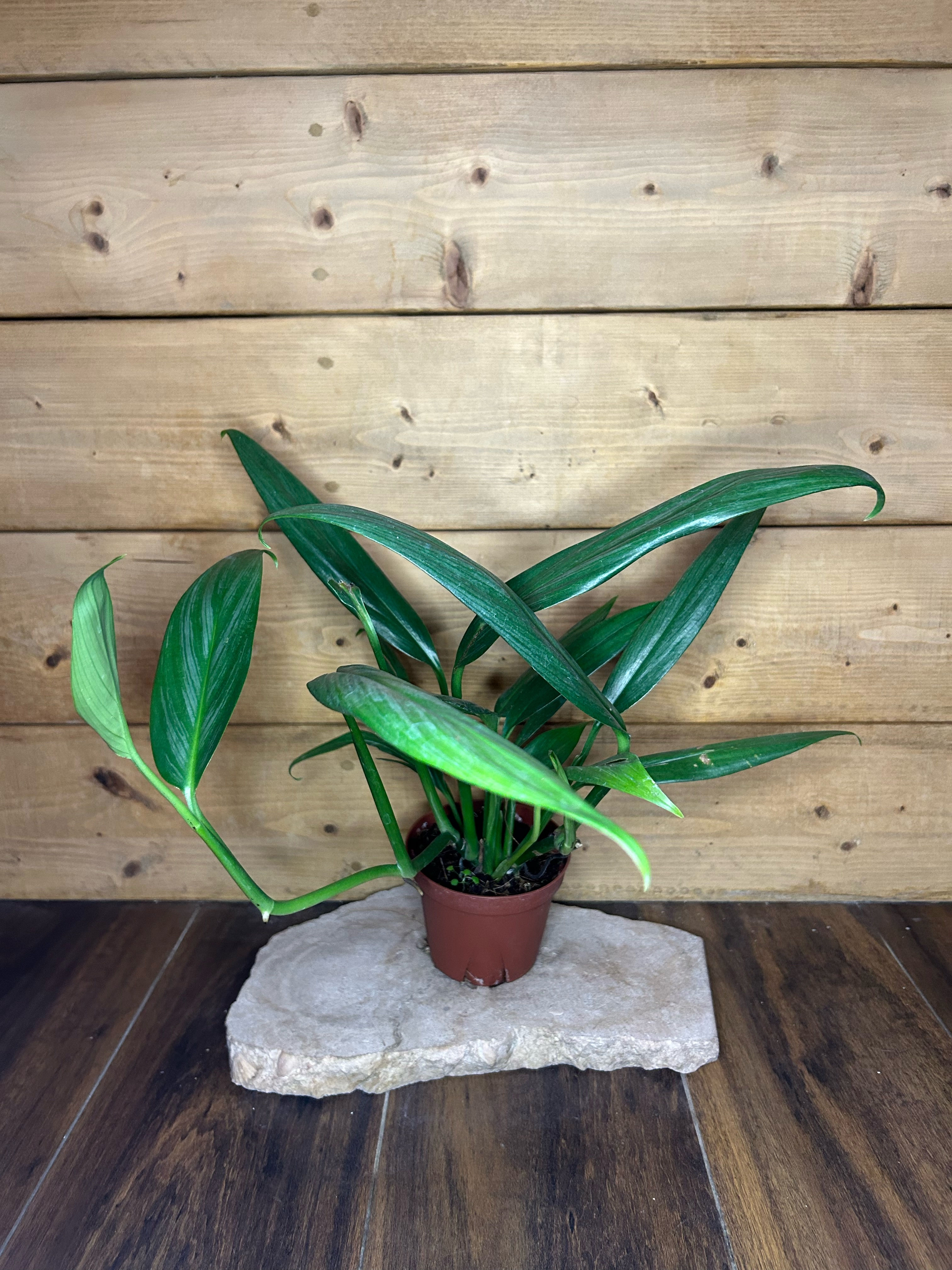 Silver Streak Pothos - 4'' pot