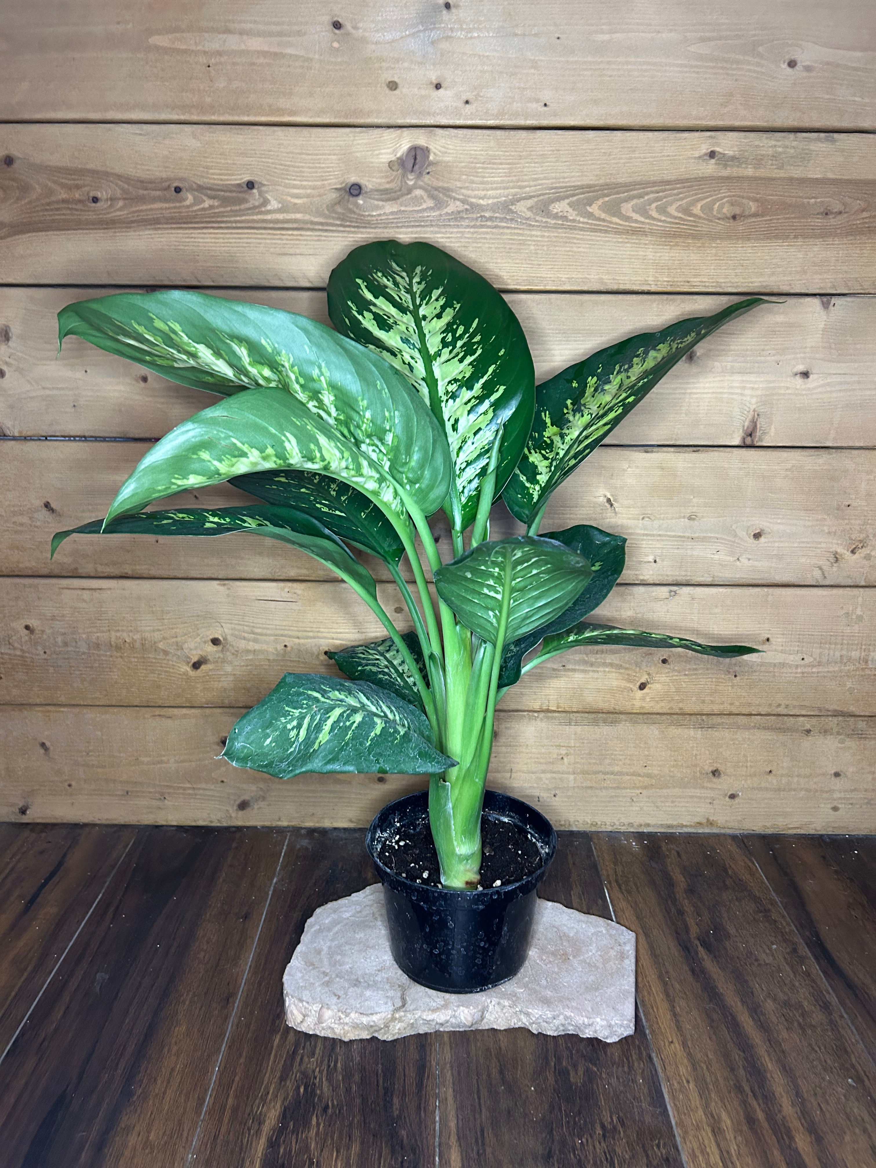 Dieffenbachia Tropic Snow - 6'' pot