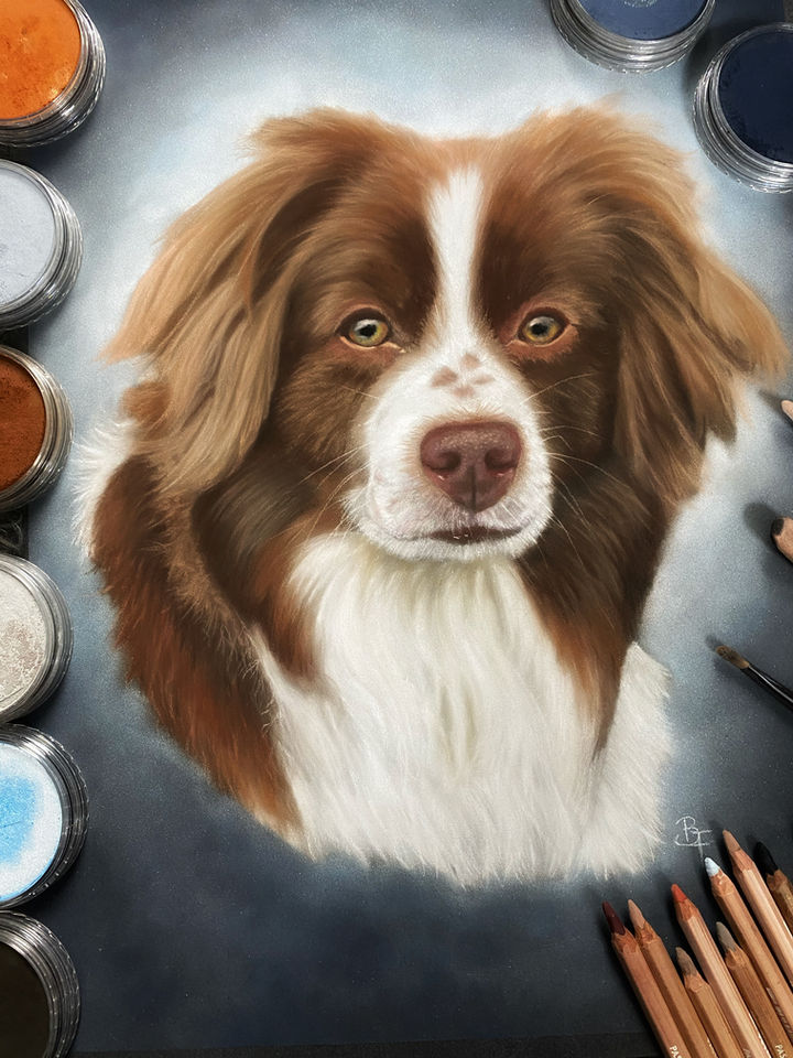 Custom Pet Portrait of an Australian Shepard Dog