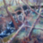 Stuart Whitelaw - Windows