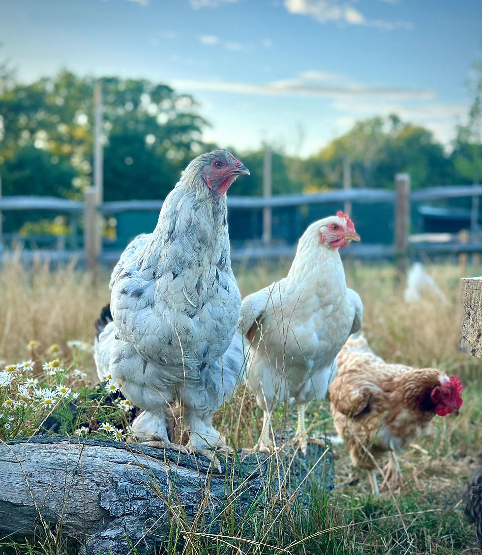 Chickens