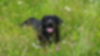 enthusiastic young Labrador Retriever sitting in field