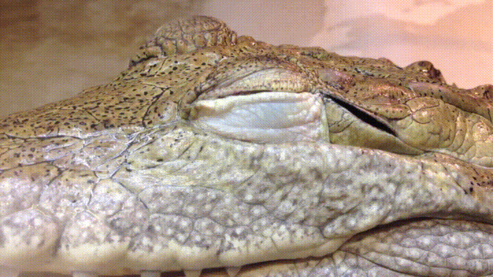 Croc2