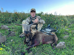spanish goat taken with a bow in Hawaii