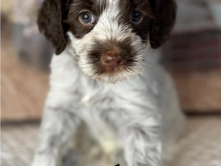 Inside a Guardian Home Program: Raising Better Dogs Through Family Living