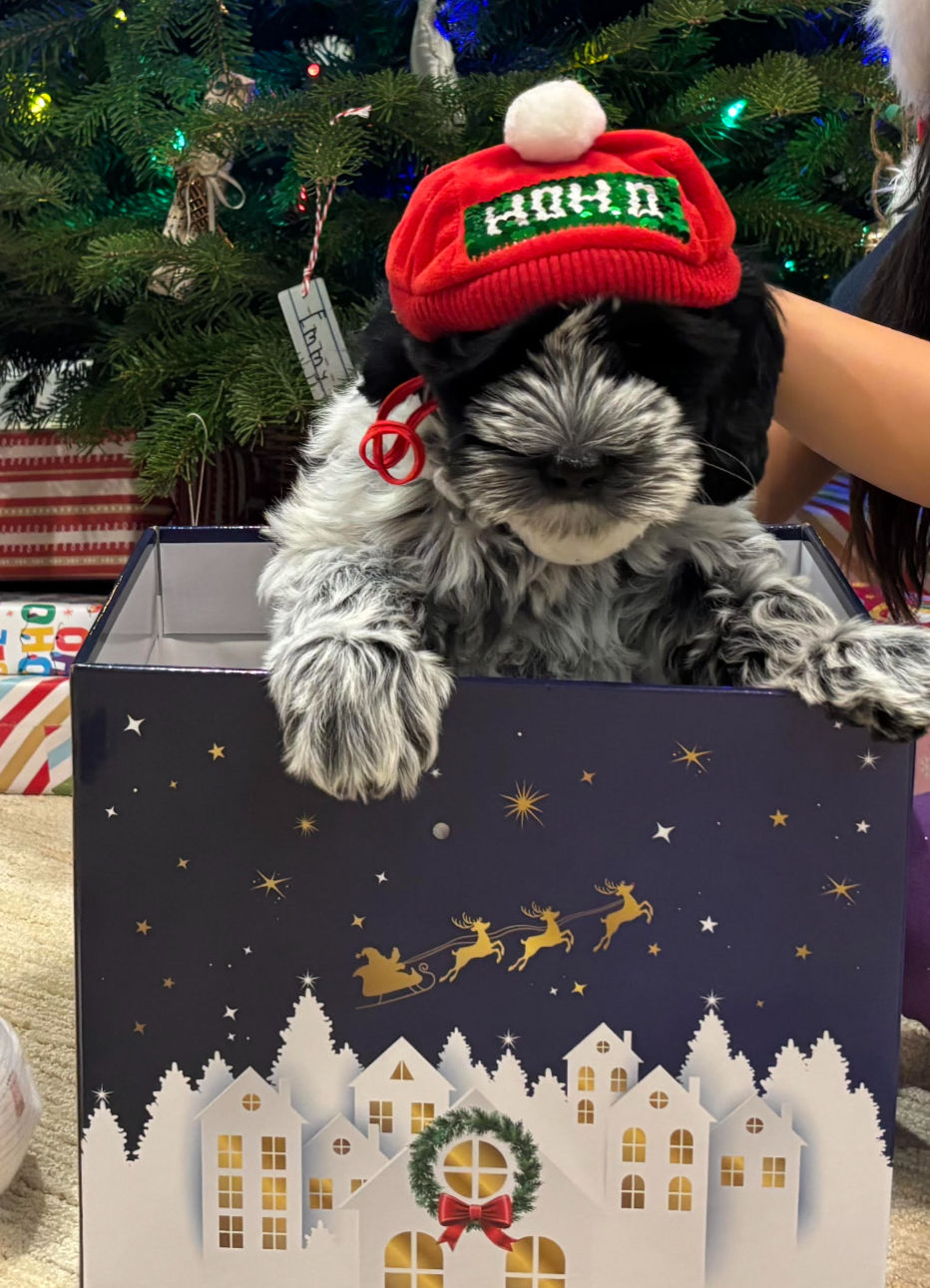 Australian Labradoodle puppy