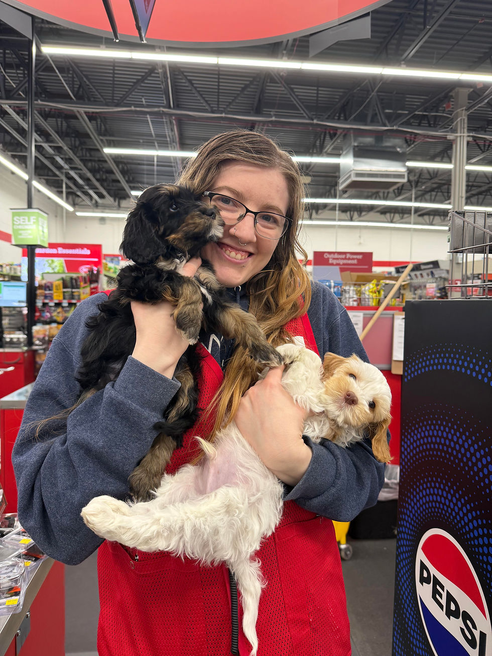 Australian Labradoodle Therapy Puppy in a Local Store